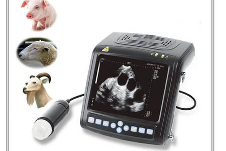 ultrasound scan for swine
 ovine
 goat
 alpacca
