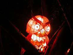 lunar new year lanterns-The Owl