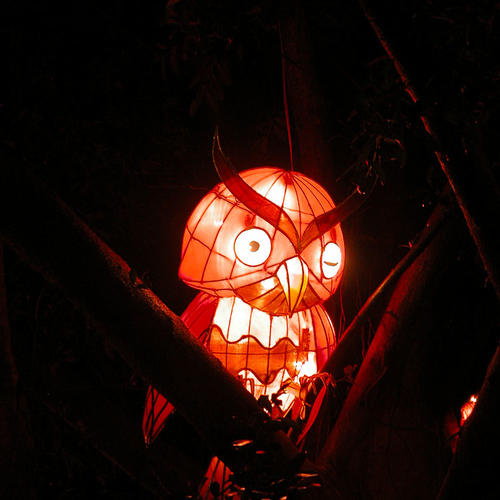 lunar new year lanterns-The Owl