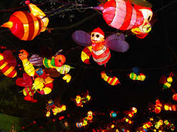 lantern supplier-insect- Bee