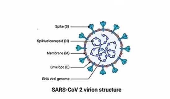 Vírusová štuktúra