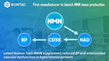 最新人類足跡：NMN補充劑降低高血壓患者的血壓並改善血管功能障礙