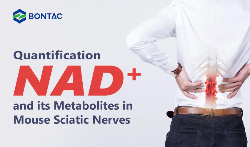 Quantification NAD+ and its Metabolites in Mouse Sciatic Nerves