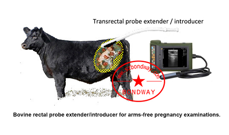 Extensor introductor de sonda rectal bovina