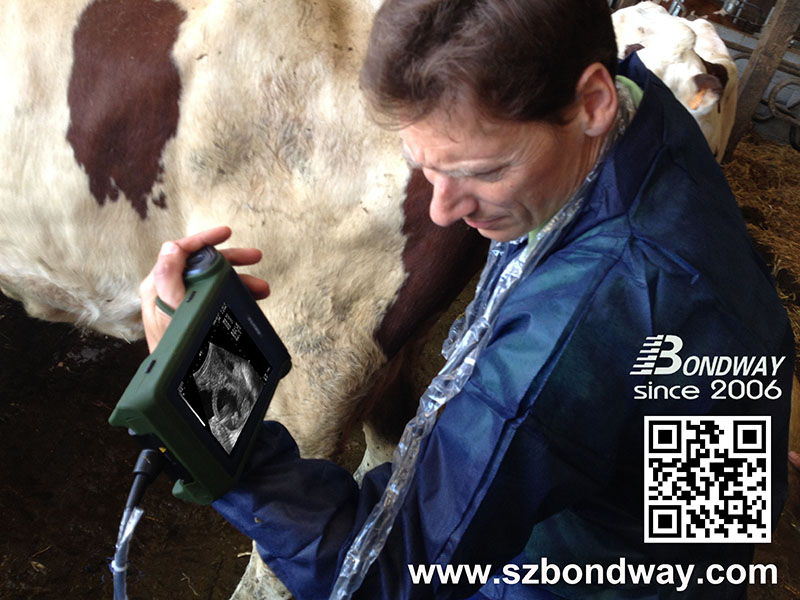 BW570V Imágenes de reproducción bovina