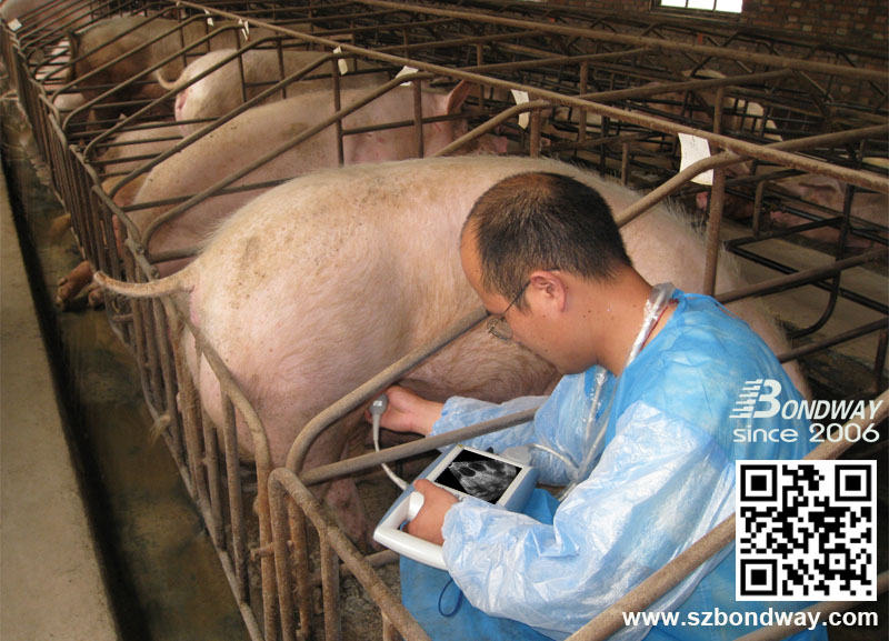 BW520V imagen de reproducción porcina ultrasonido veterinario