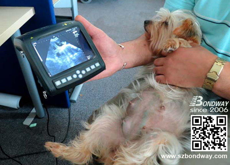 BW560V-pro ultrasonido veterinario mascotas, perro gato