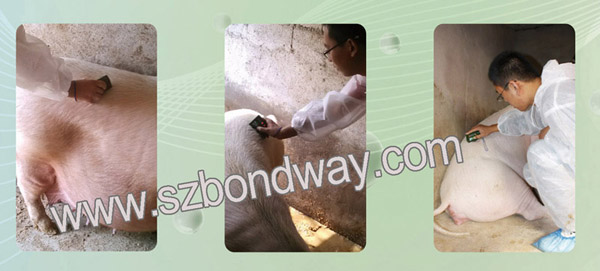 Probador de grasa porcina Bondway BW20V