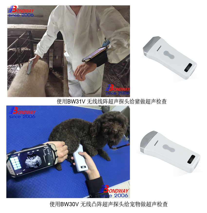 Bondway BW31V wireless Veterinary ultrasound suitable for imaging pig, sheep, goat, dog, cat, rabbit, etc