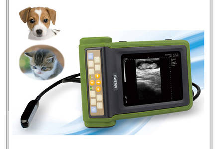 ultrasound for pets
 companion animals