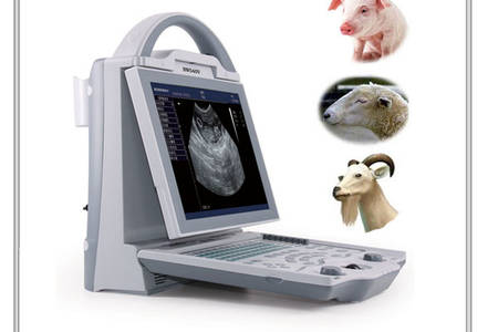 ultrasound scan for swine
 ovine
 goat
 alpacca