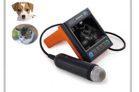 ultrasound for pets
 companion animals