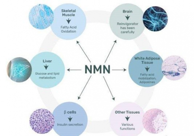 NMN ، منتج شائع في السوق