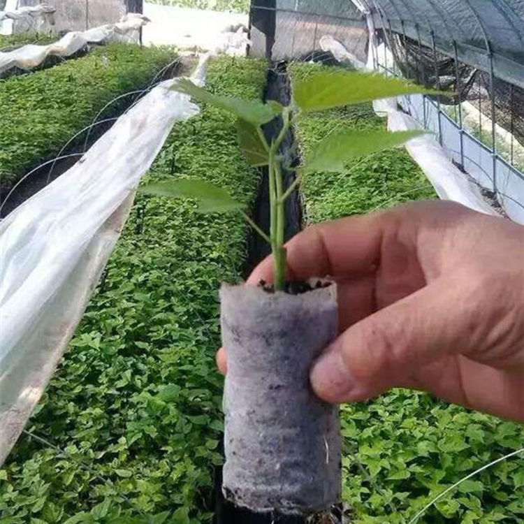 Rollo de tela no tejida agrícola anti-uv de alta calidad pp hilado