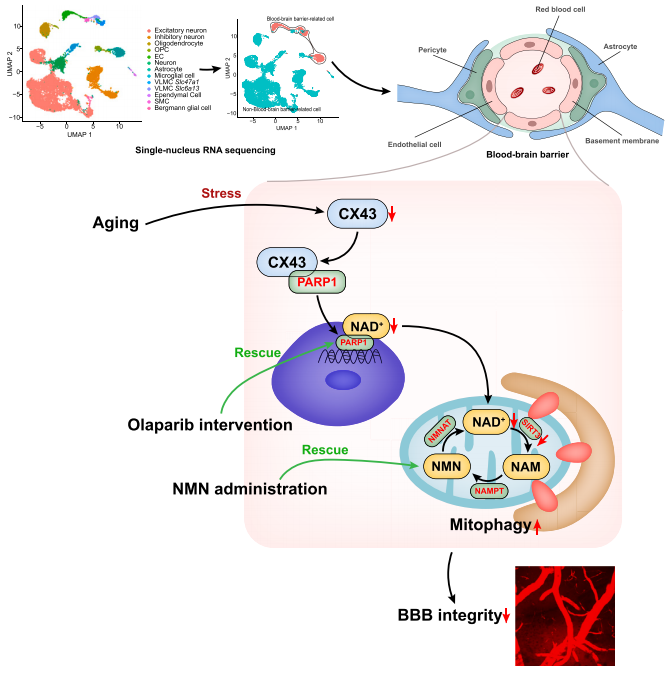 NMN supplementation mechanism on bbb