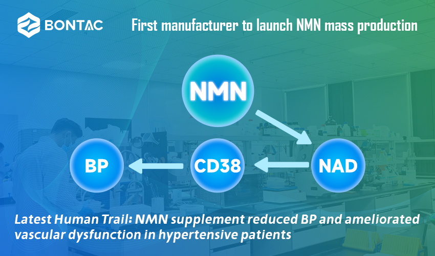 Nejnovější Human Trail: Doplněk NMN snížil TK a zlepšil vaskulární dysfunkci u pacientů s hypertenzí