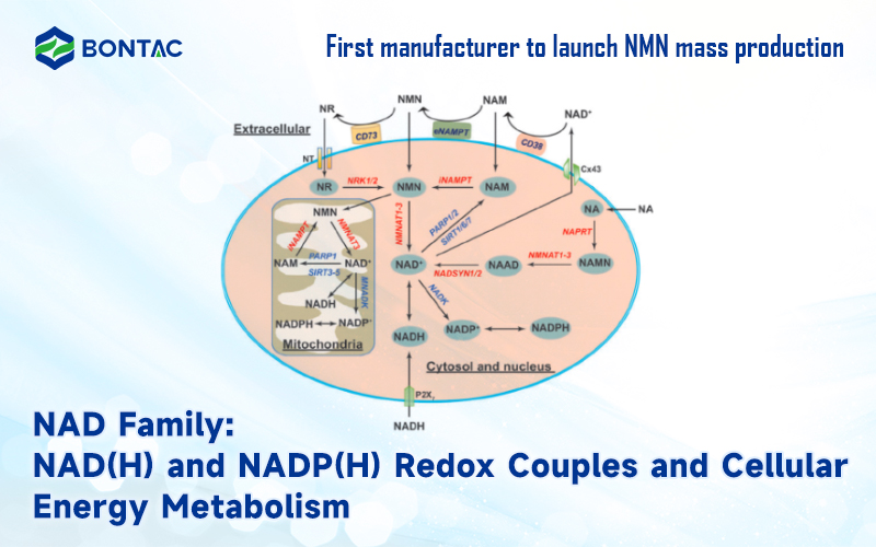 Rodina NAD: redoxní páry NAD(H) a NADP(H) a metabolismus buněčné energie