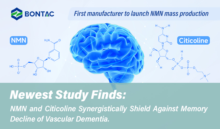 Newest Study finds: NMN and Citicoline Synergistically Shield Against Memory Decline of Vascular Dementia