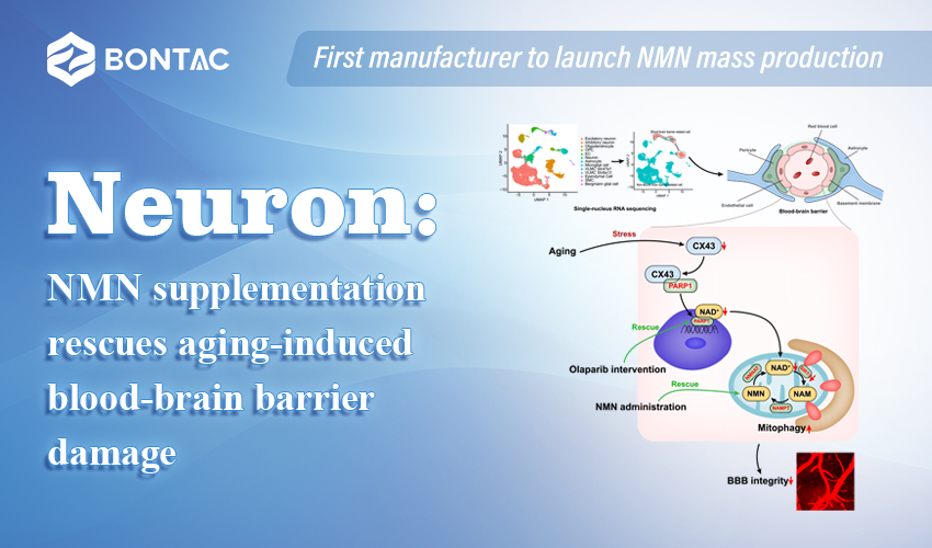 Neuron：NMN supplementation rescues aging-induced blood-brain barrier damage  
