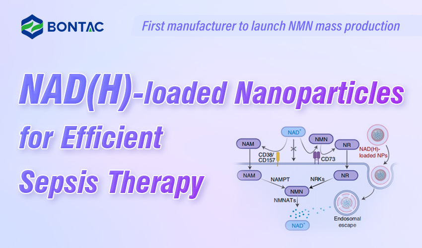 NAD(H)-geladen nanodeeltjes voor efficiënte sepsistherapie