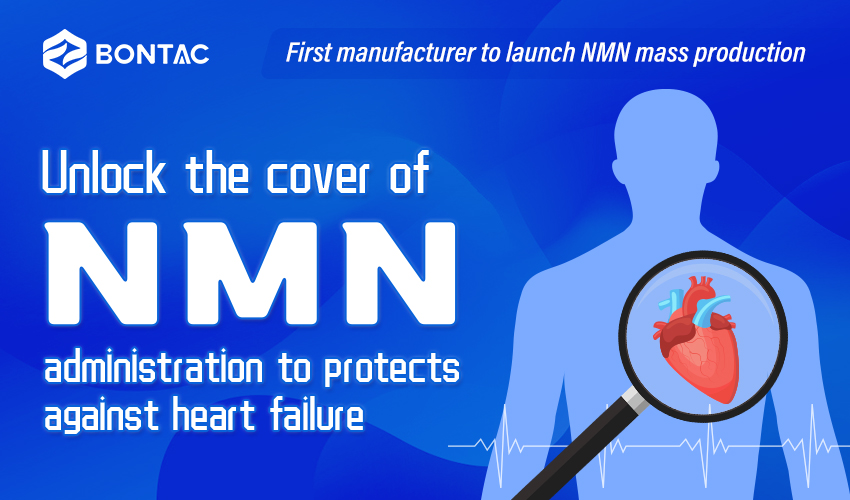 Desbloquee la cubierta de la administración de NMN para proteger contra la insuficiencia cardíaca