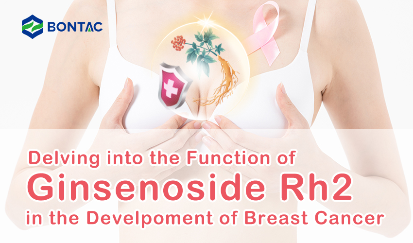 Ponorenie sa do funkcie ginsenosidy Rh2 vo vývoji rakoviny prsníka