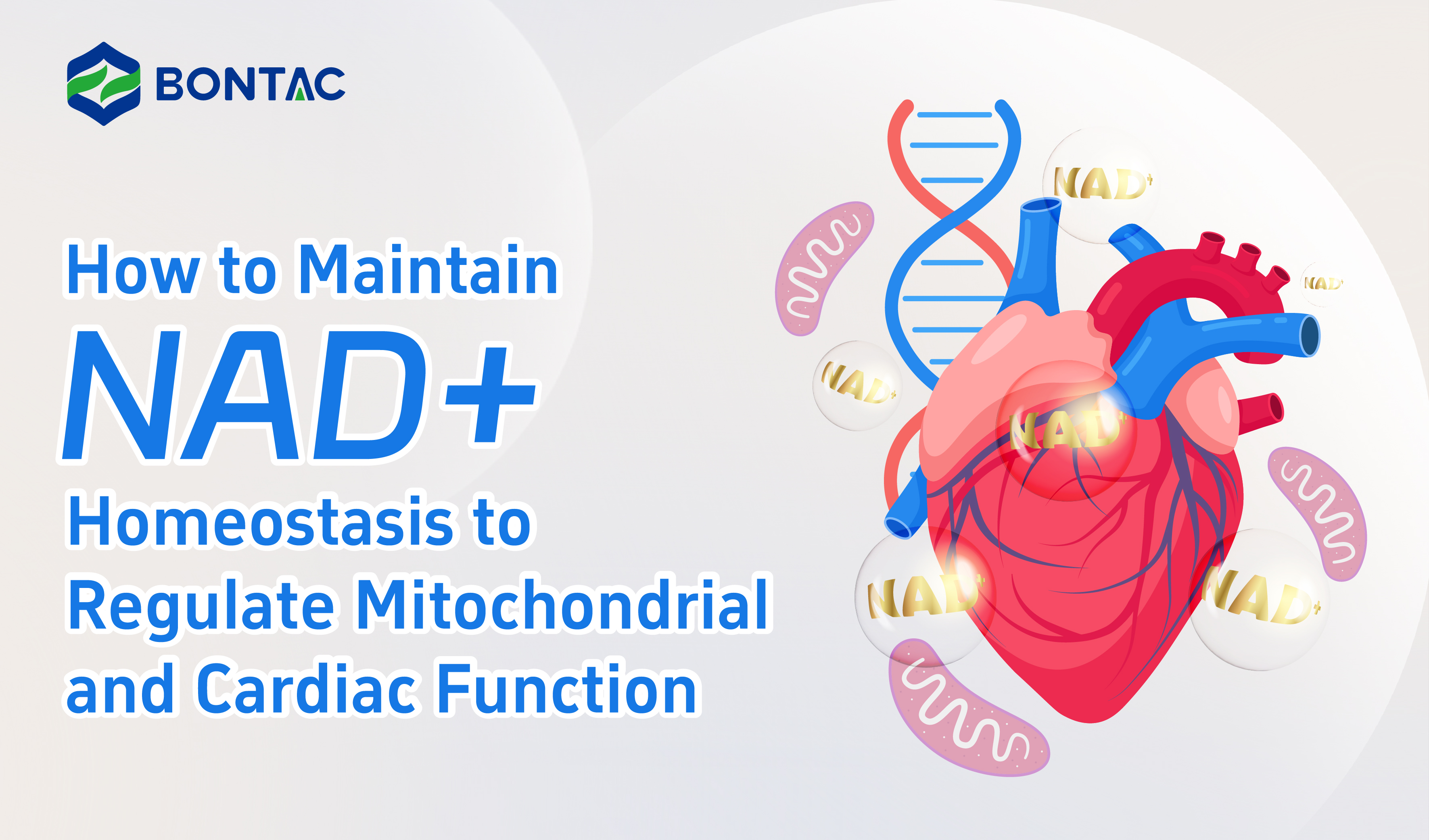 Ako udržiavať homeostázu NAD+ na reguláciu mitochondriálnej a srdcovej funkcie