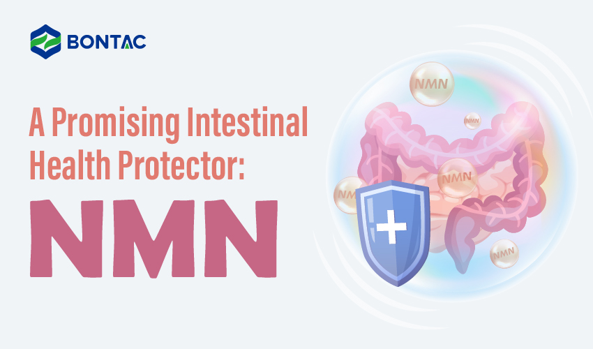 Sľubný ochranca zdravia čriev: NMN