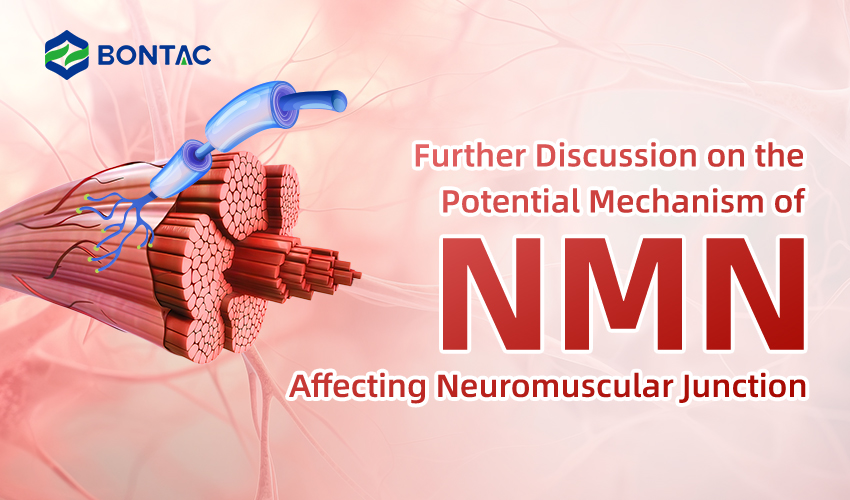 Ďalšia diskusia o potenciálnom mechanizme NMN ovplyvňujúceho neuromuskulárny spoj