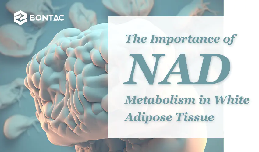Význam metabolismu NAD v bílé tukové tkáni