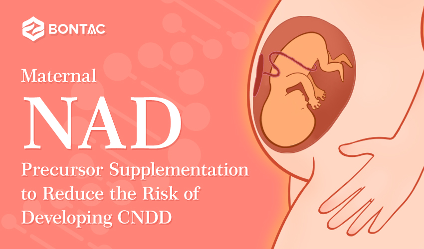 Suplementácia prekurzorov NAD u matky na zníženie rizika vzniku CNDD