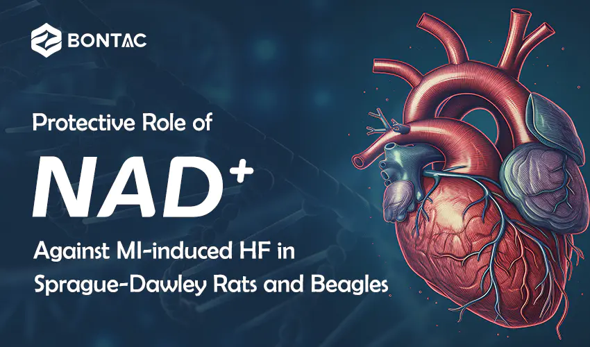 Ochranná role NAD+ proti HF indukovanému MI u potkanů a bíglů Sprague-Dawley