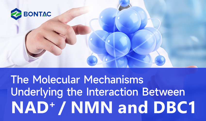 Molekulárne mechanizmy, ktoré sú základom interakcie medzi NAD+/NMN a DBC1