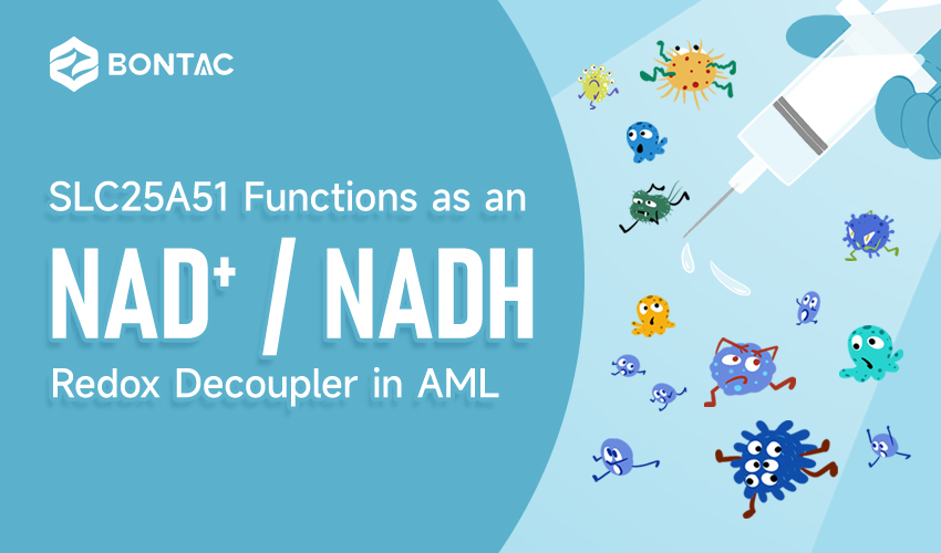 SLC25A51 Działa jako odsprzęgacz redoks NAD+/NADH w AML