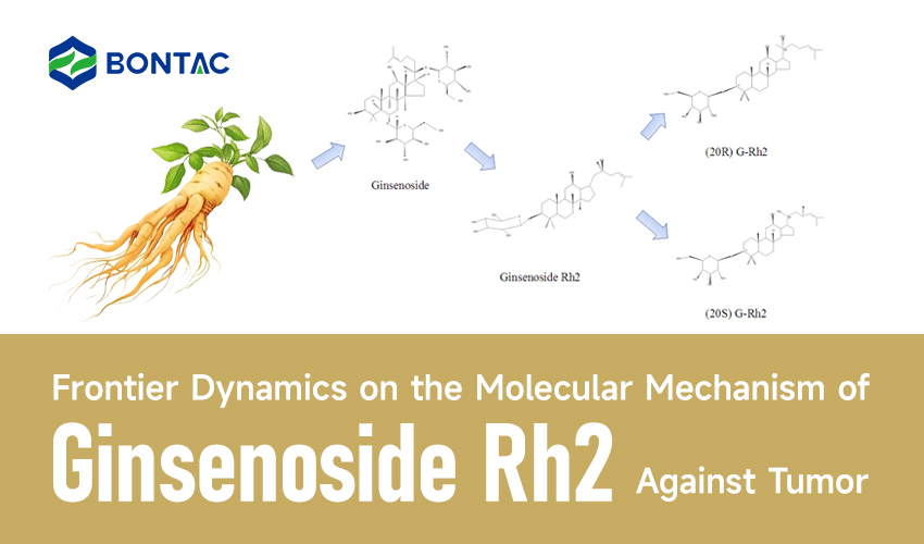 Dynamika graniczna w mechanizmie molekularnym ginsenozydu Rh2 przeciwko nowotworowi