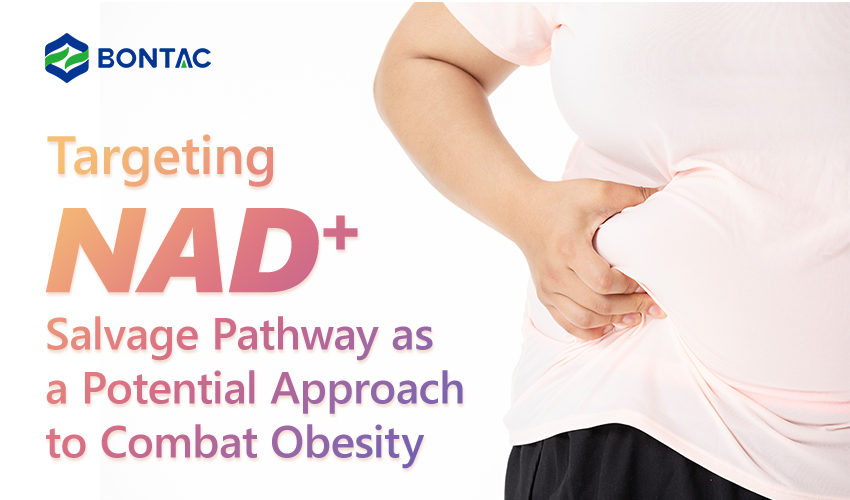 Ukierunkowanie na ścieżkę ratunkową NAD+ jako potencjalne podejście do walki z otyłością