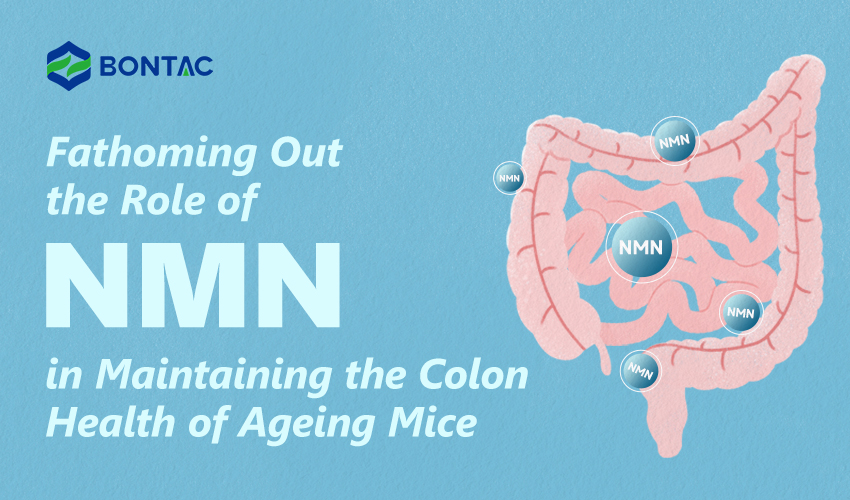 Objasnenie úlohy NMN pri udržiavaní zdravia hrubého čreva starnúcich myší