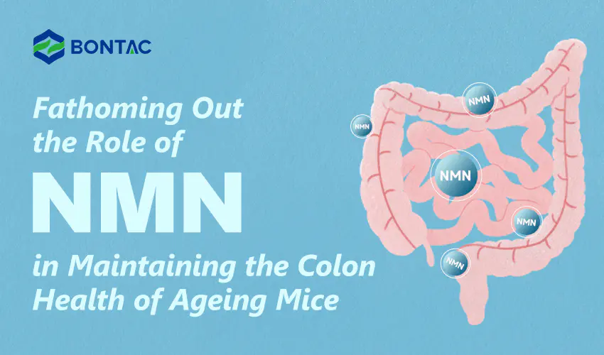 Pochopení role NMN při udržování zdraví tlustého střeva stárnoucích myší