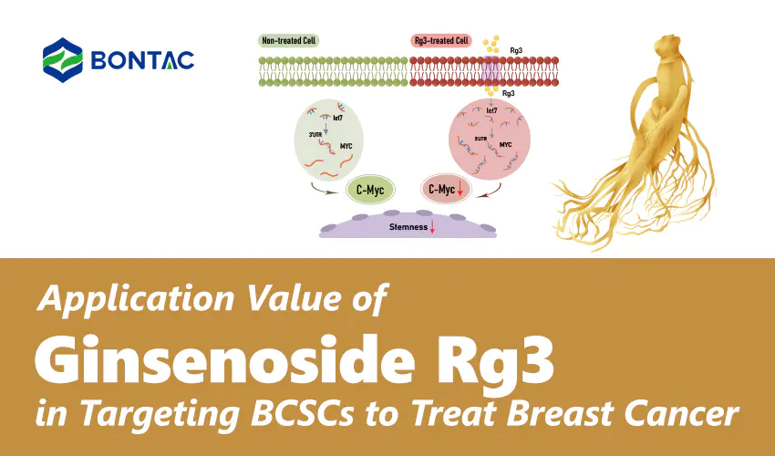 Aplikační hodnota ginsenosidu Rg3 při cílení BCSC k léčbě rakoviny prsu