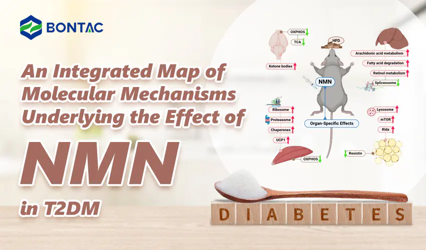 Una mappa integrata dei meccanismi molecolari alla base dell'effetto dell'NMN nel diabete di tipo 2