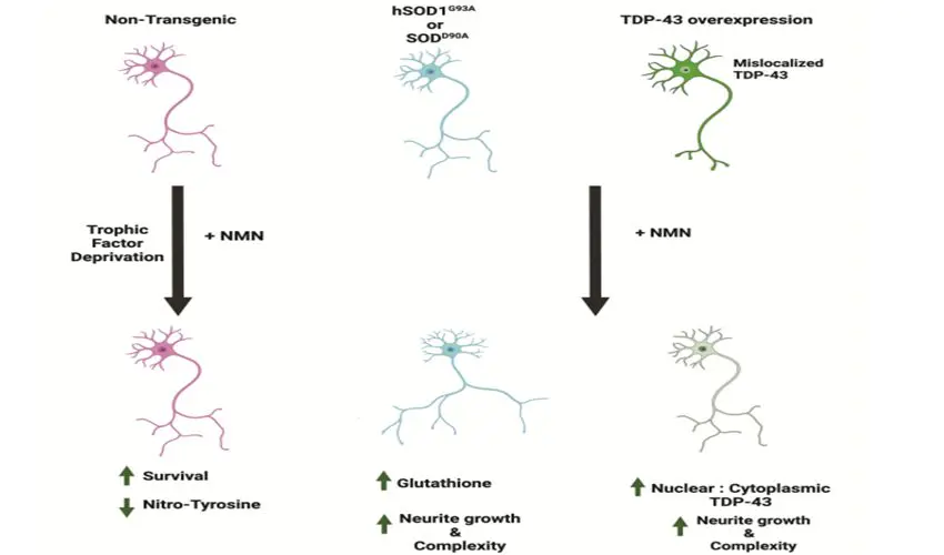 Beneficial Effect of NMN on the Maintenance of Neuritic Arbor in Motor Neurons