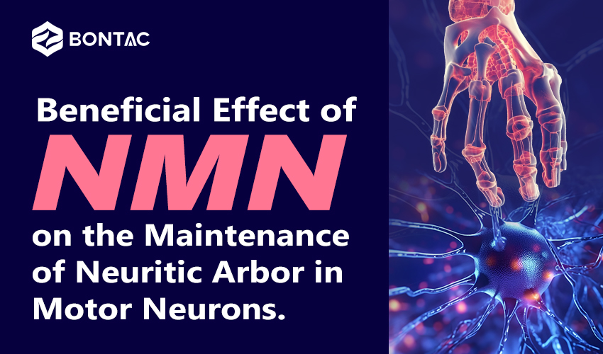 Efeito Benéfico do NMN na Manutenção da Árvore Neurítica em Neurônios Motores