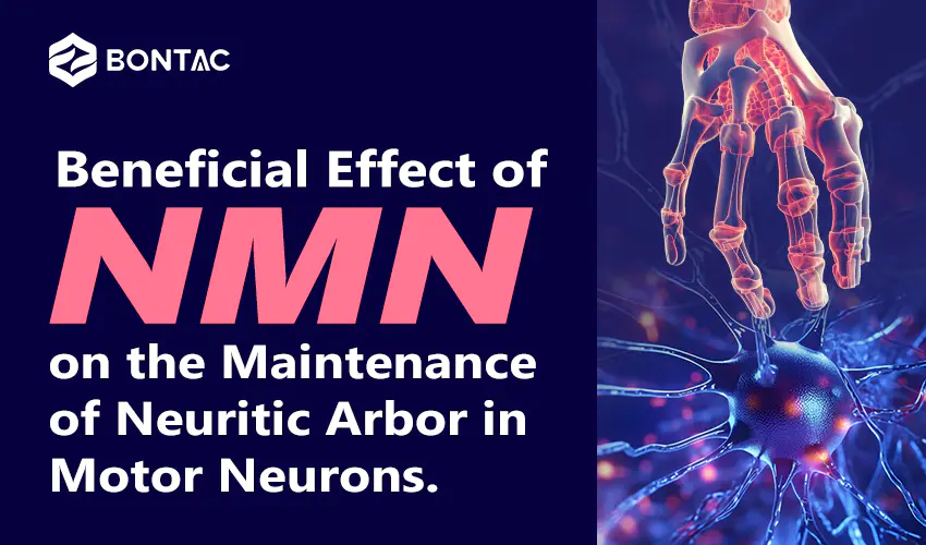 Ugoden učinek NMN na vzdrževanje nevritičnega vrtišča v motornih nevronih