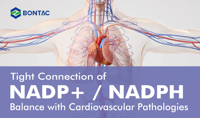 Enge Verbindung des NADP+/NADPH-Gleichgewichts mit kardiovaskulären Pathologien