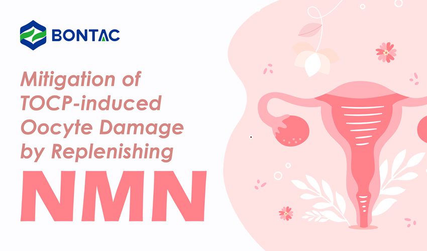 Beperking van door TOCP geïnduceerde eicelschade door NMN aan te vullen